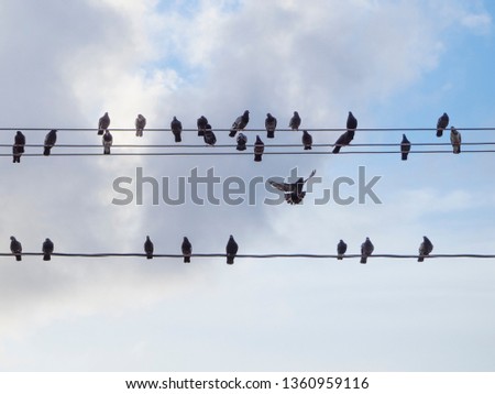 pigeons sit on electrical wires and one in flight. background blue sky.