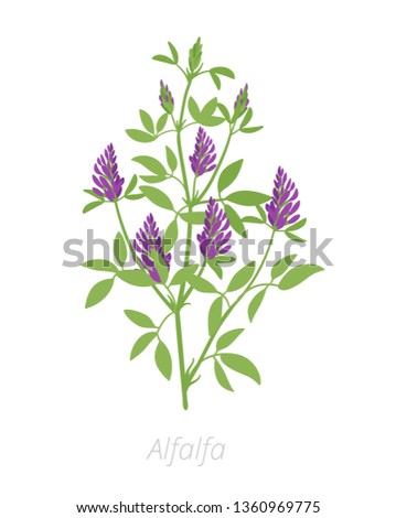 Alfalfa plant. Medicago sativa. Lucerne Agriculture cultivated plant. Green leaves. Flat vector color Illustration clipart. Royalty-Free Stock Photo #1360969775