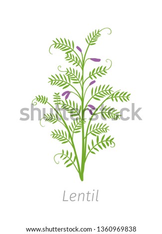 Lentil Soybean Lens culinaris. Agriculture cultivated plant. Green leaves. Flat color Illustration clipart on white background. Royalty-Free Stock Photo #1360969838