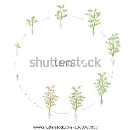 Circular life cycle of Lentil Soybean Lens culinaris. Round Growth stages vector illustration Royalty-Free Stock Photo #1360969859
