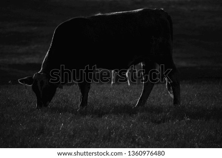 red cow close up at sunset in black and white