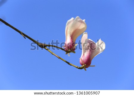 White magnolia, in the park