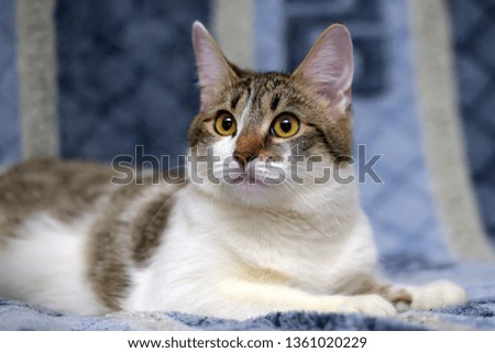Striped with white European shorthair cat lying on a sofa on a blue background