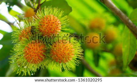 Rambutan fruit on tree