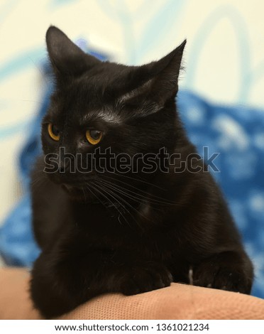 Black cat with amber eyes on a blue background