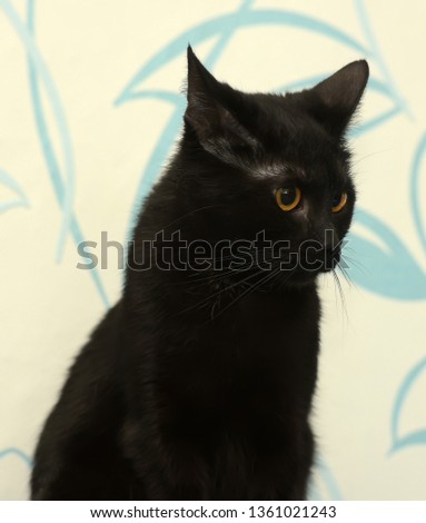 Black cat with amber eyes on a blue background