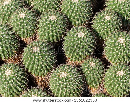 Mammillaria cerroprieto is one of the largest genera in the cactus Cactaceae family.