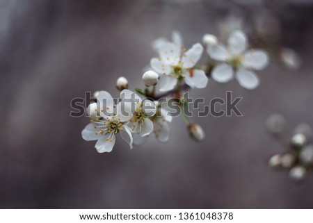 Blossom tree over nature bokeh background. Spring flowers. Spring Background
