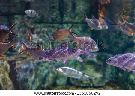 Beautiful colourful fishes in an aquarium.