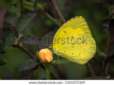 A colorful yellow butterfly from garden