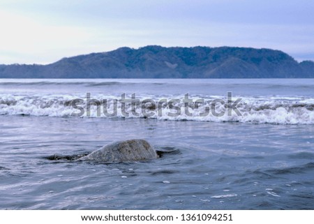 Large sea turtle returning to the ocean in a bay in Costa Rica.  