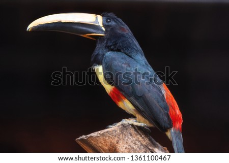 Exotic Toucan bird. Black necked Aracari, Pteroglossus Aracari perched on tree branch .