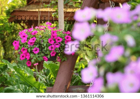 Beautiful deep pink petunia flowers(Petunia hybrida) hanging for decorative in garden with blurred at front.Have copy space for insert text.Flower,gardening or outdoor concept.Selective focus.