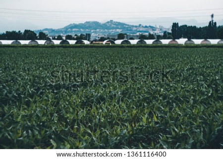 a front selective focus picture of organic young corn field at agriculture farm in the morning sunrise. Italian farm