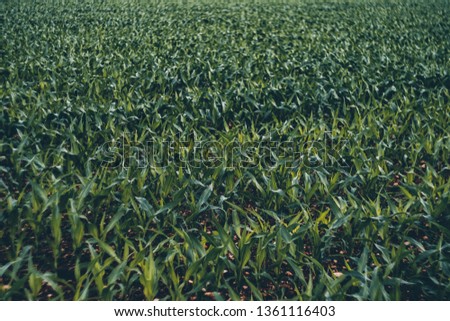 a front selective focus picture of organic young corn field at agriculture farm in the morning sunrise. Italian farm