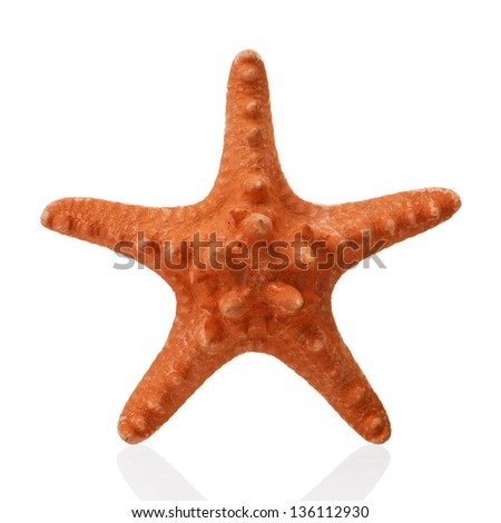 Orange starfish isolated on white background