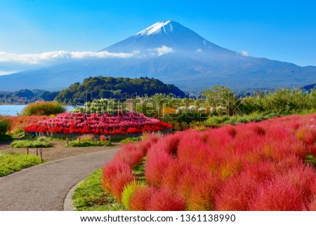 Mount Fuji and Lake Kawaguchi Oishi Park Kochia, Yamanashi Prefecture, Japan
 Royalty-Free Stock Photo #1361138990