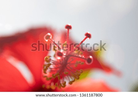 Close up of a red Hibiscus blossom