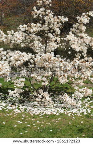 White magnolia and its petals