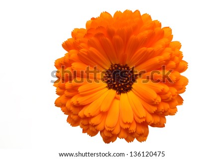 Orange Pot Marigold Flower,Isolated on White.