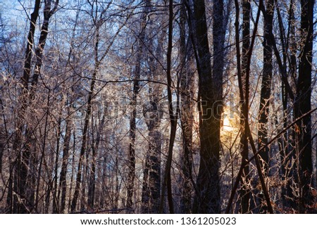 dawn in the winter forest