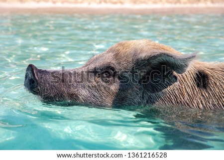 Swimming Pigs in the Water at Pic Beach, Exuma Bahamas (Black Point)