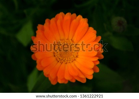 An orange flower with many petals and depth of field effect 