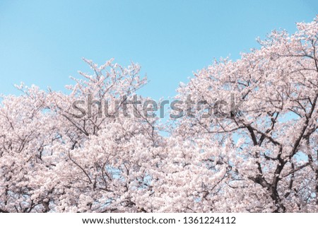 Sakura (cherry blossom) against blue sky.