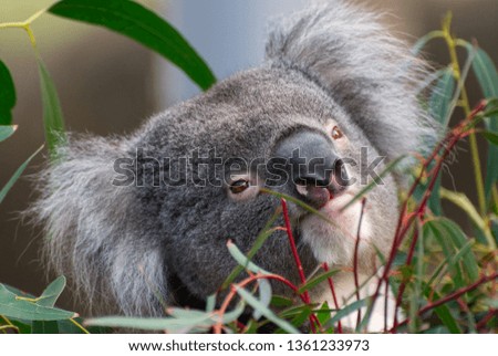 Koala (Phascolarctos cinereus) in a Gum Tree. Close up of head and face. 