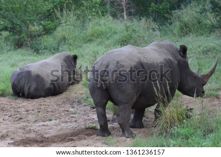 African wild rhinos 