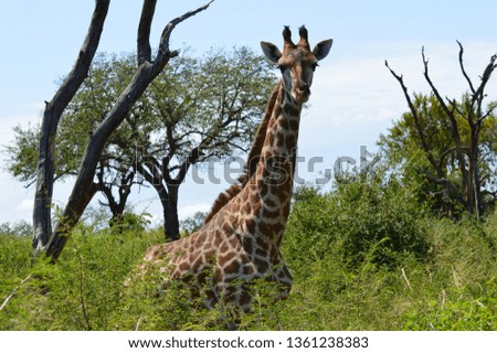 African giraffes in national park