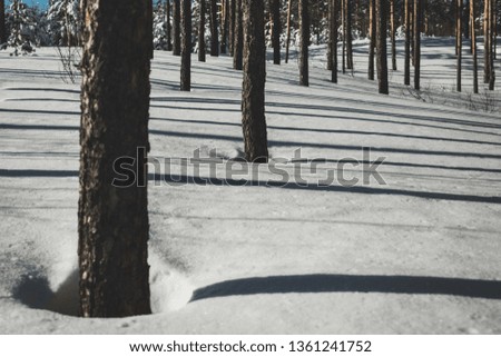Beautiful forest in winter. Pure pine forest in sunny weather. Without garbage and people. Get lost in winter fairytale
