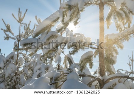 Young spruce in the snow in winter. Beautiful warm sunlight. Winter fairytale