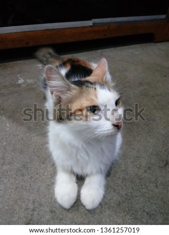 beautiful colorful furry cat ( kucing anggora )