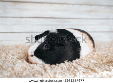 A sad guinea pig is resting and bored in his house. Portrait of a cute pet on a woolen and wooden background. Copy space, poster, advertisement. Thick pig with a big mustache. Beautiful picture.
