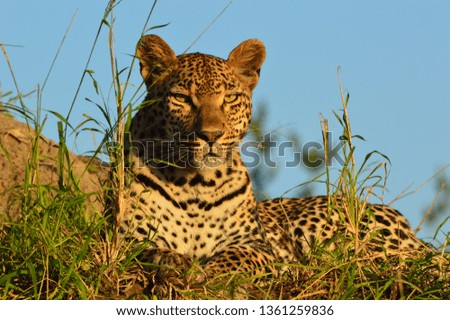 Wild African Leopards