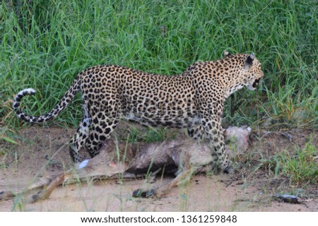Wild African Leopards