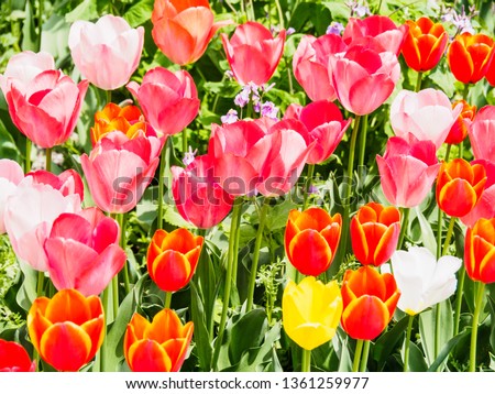 tulips in a garden
