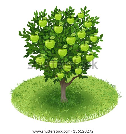 Summer Apple Tree with green apple fruits in green field, illustration