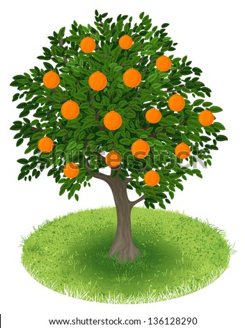 Summer Orange Tree with orange fruits in green field, illustration