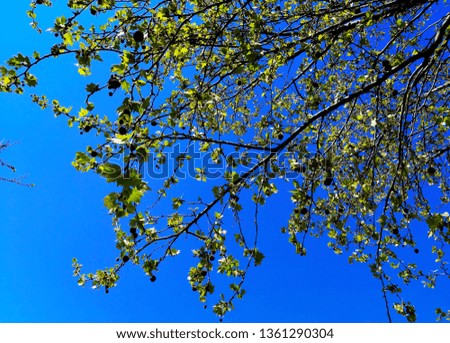 bright foliage against a blue sky
