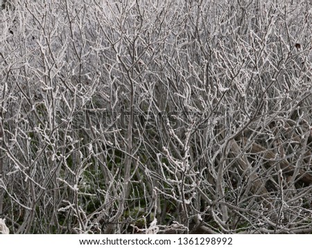 round view of icy branches