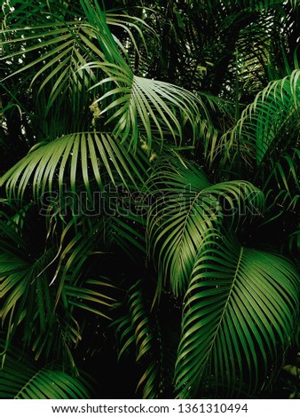 Tropical Palm leaves in the garden, Green leaf of tropical forest plant for nature pattern and background, People grow plants to make fences. color dark flat lay tone for input text.
