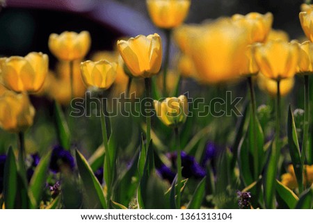 Tulips in garden, spring
