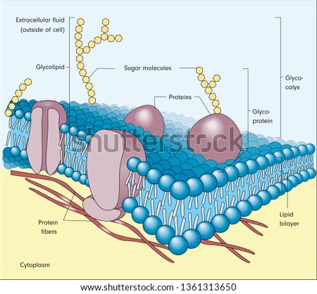 FLUID-MOSAIC-MODEL-DIAGRAM Stock Vector Images - Avopix.com