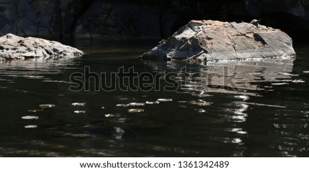 Lone Small Turtle on Rock in Middle of pond