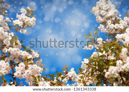 Beautiful flowering Japanese cherry - Sakura. Background with flowers on a spring day. Springtime