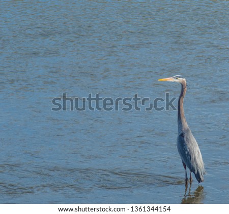 Great Blue Heron standing in the Trinity River