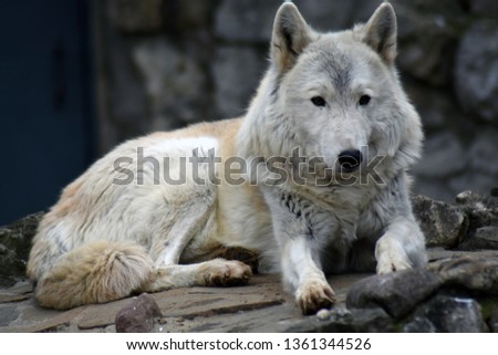 Arctic wolf or polar white wolf portrait. Grey blurred background. Color photo taken at Moscow zoo.