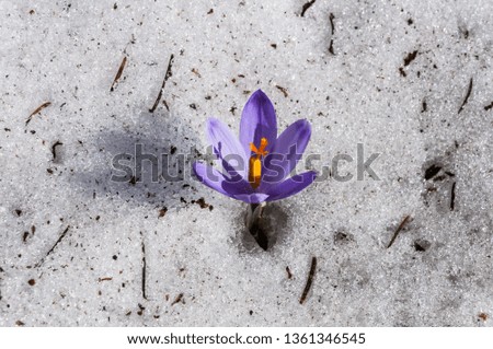 crocus flower of spring